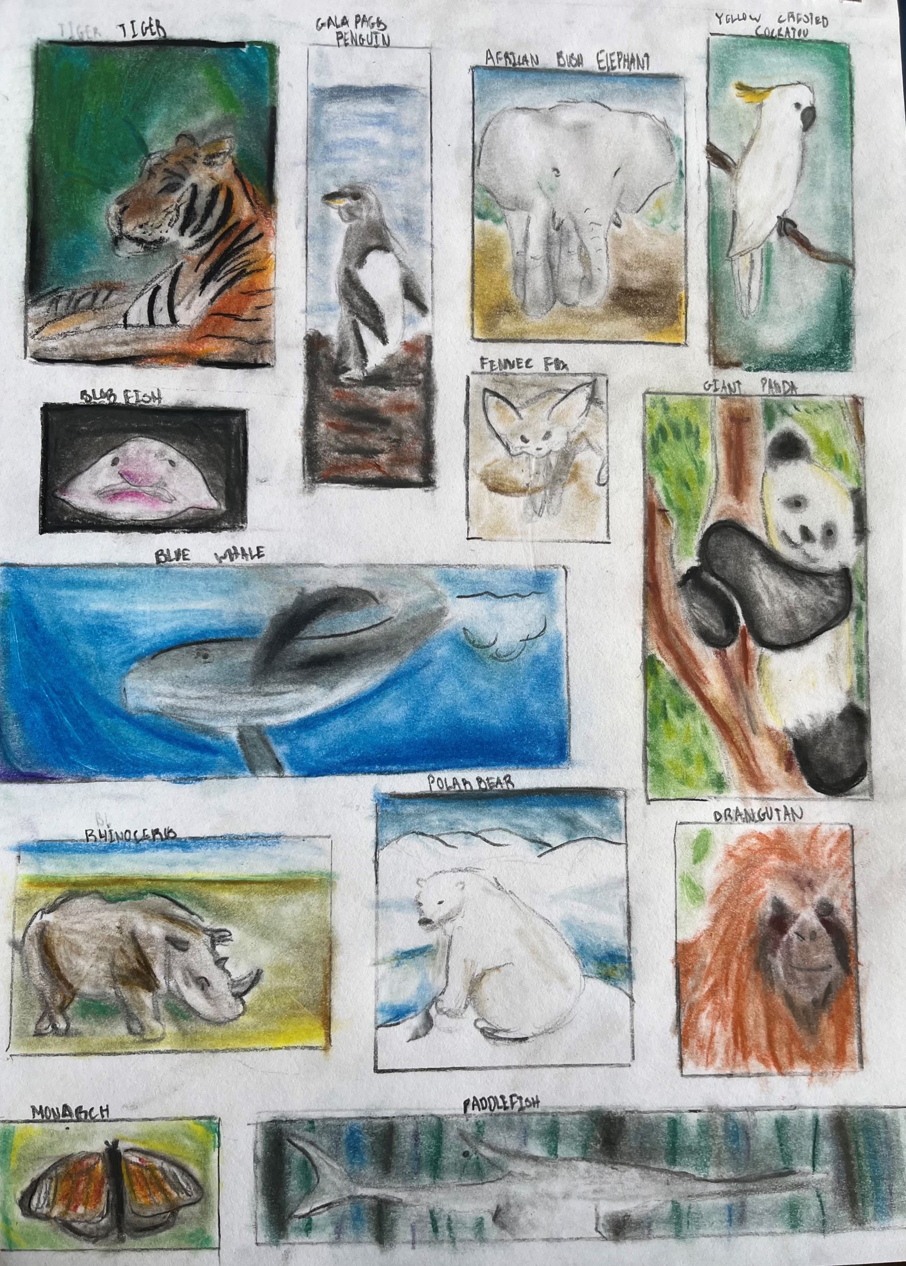 Colored drawings of labeled animals including tiger, panda, whale, and butterfly