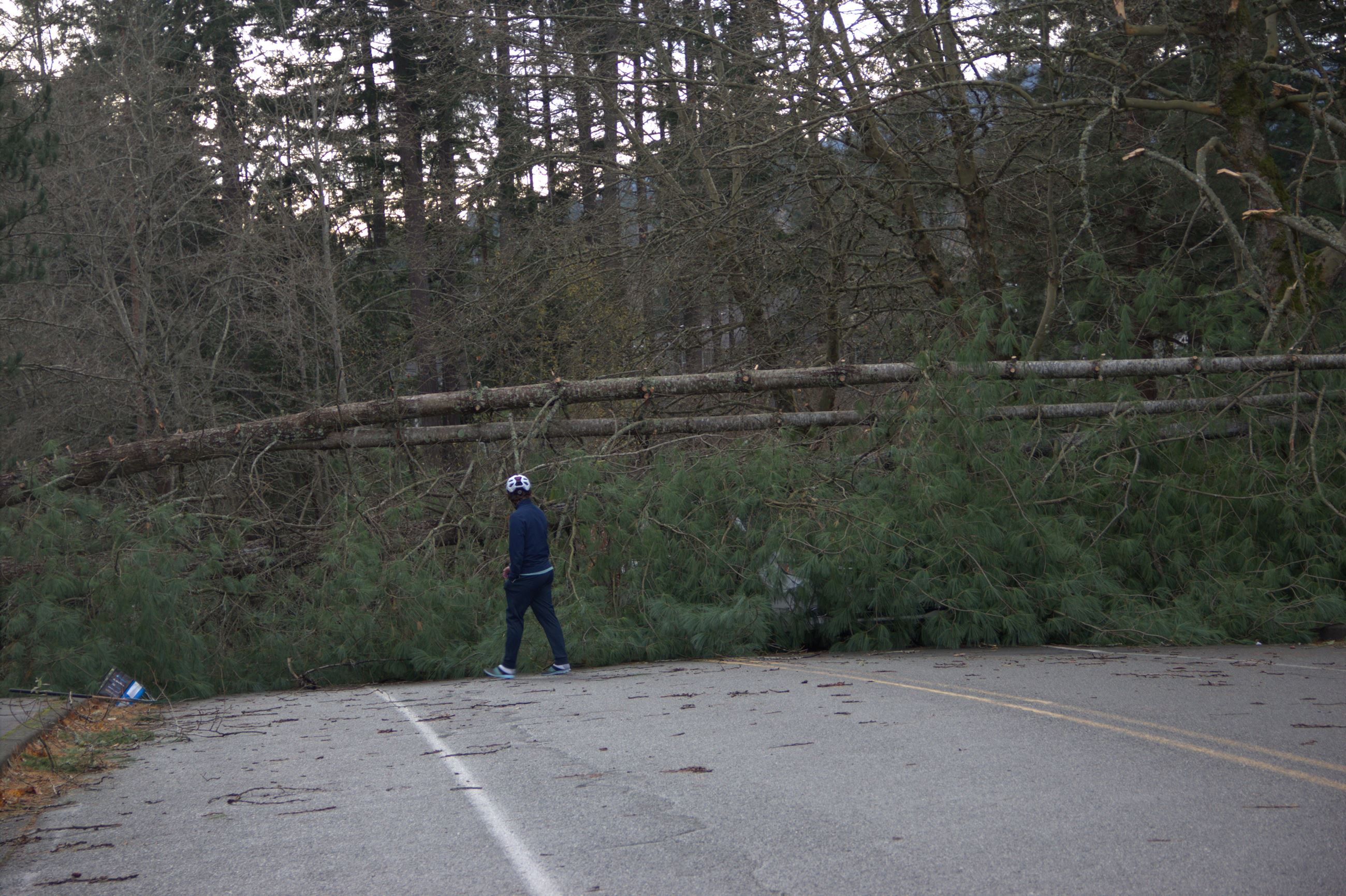 Person in helmet walking near fallen trees blocking a road
