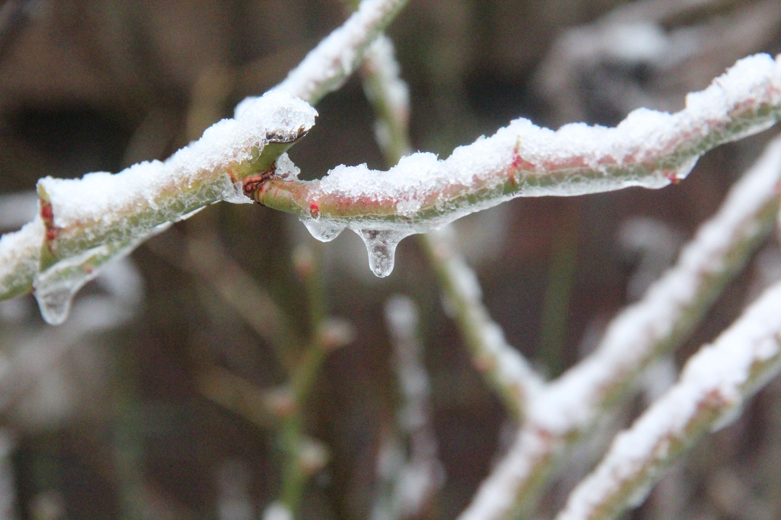Snow-covered branches with icicles